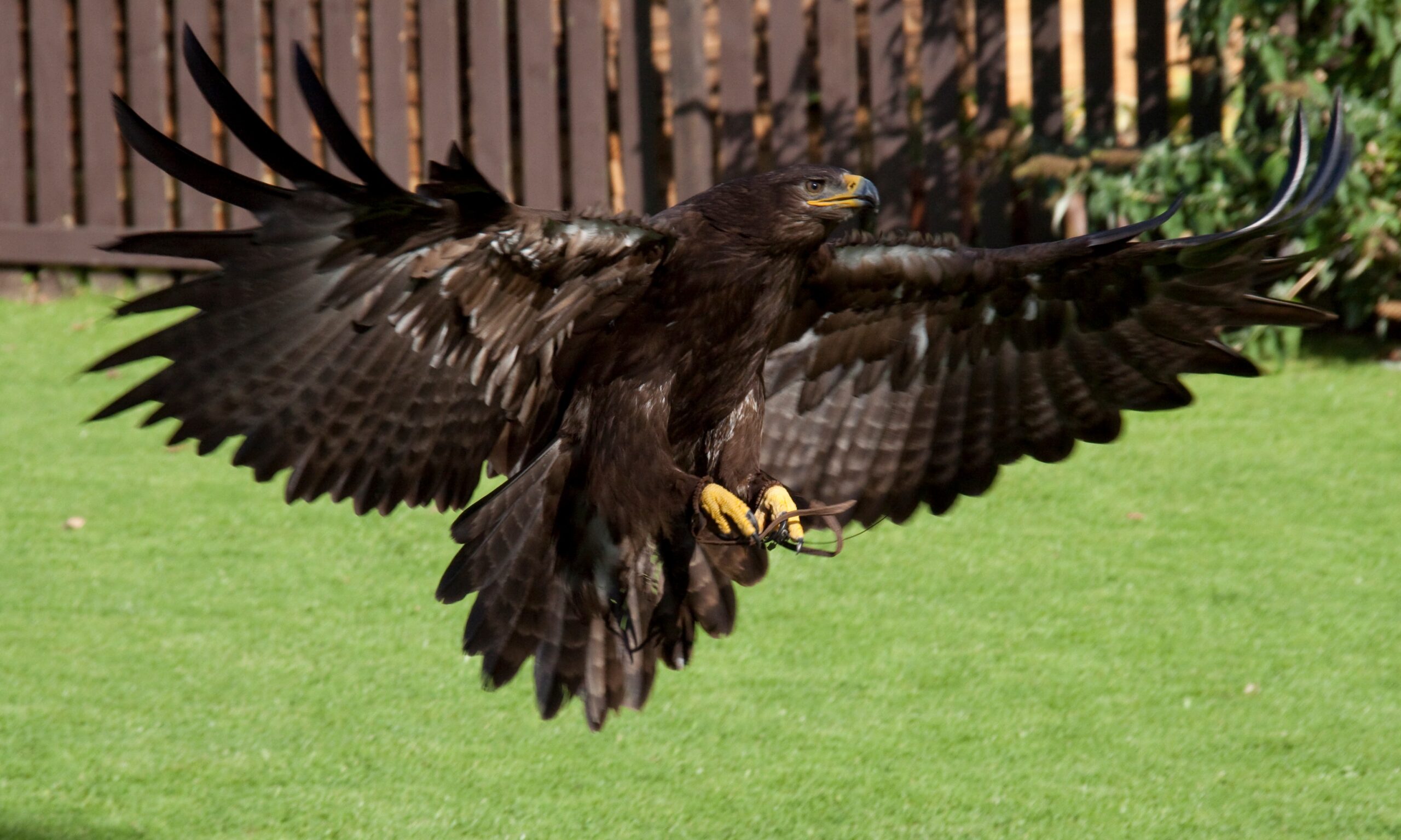 The Steppe Eagle’s Desert Glide (image credits: wikimedia)