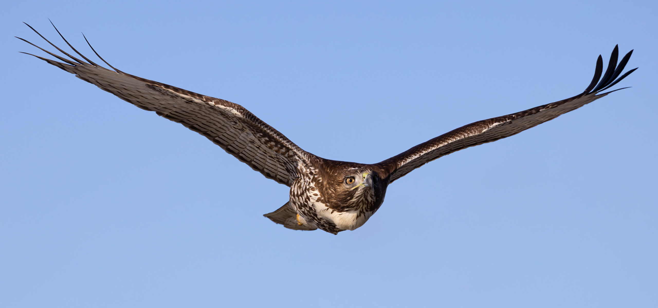 The Red-tailed Hawk’s Sky Sculpture (image credits: wikimedia)