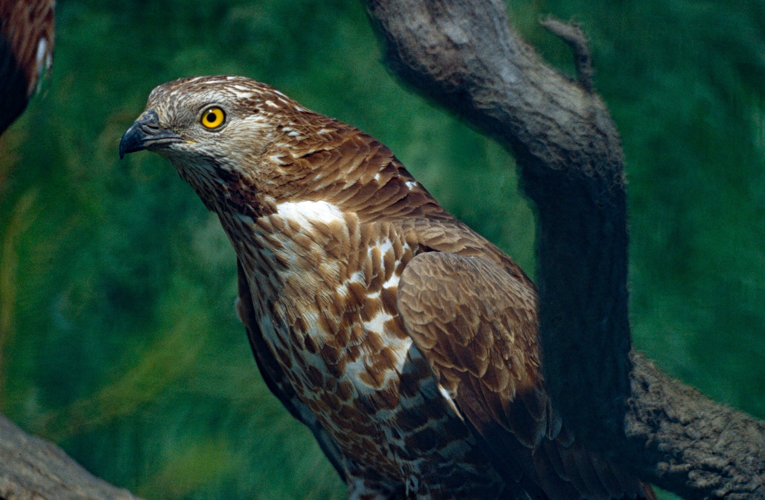 The European Honey Buzzard’s Forest Circuit (image credits: wikimedia)
