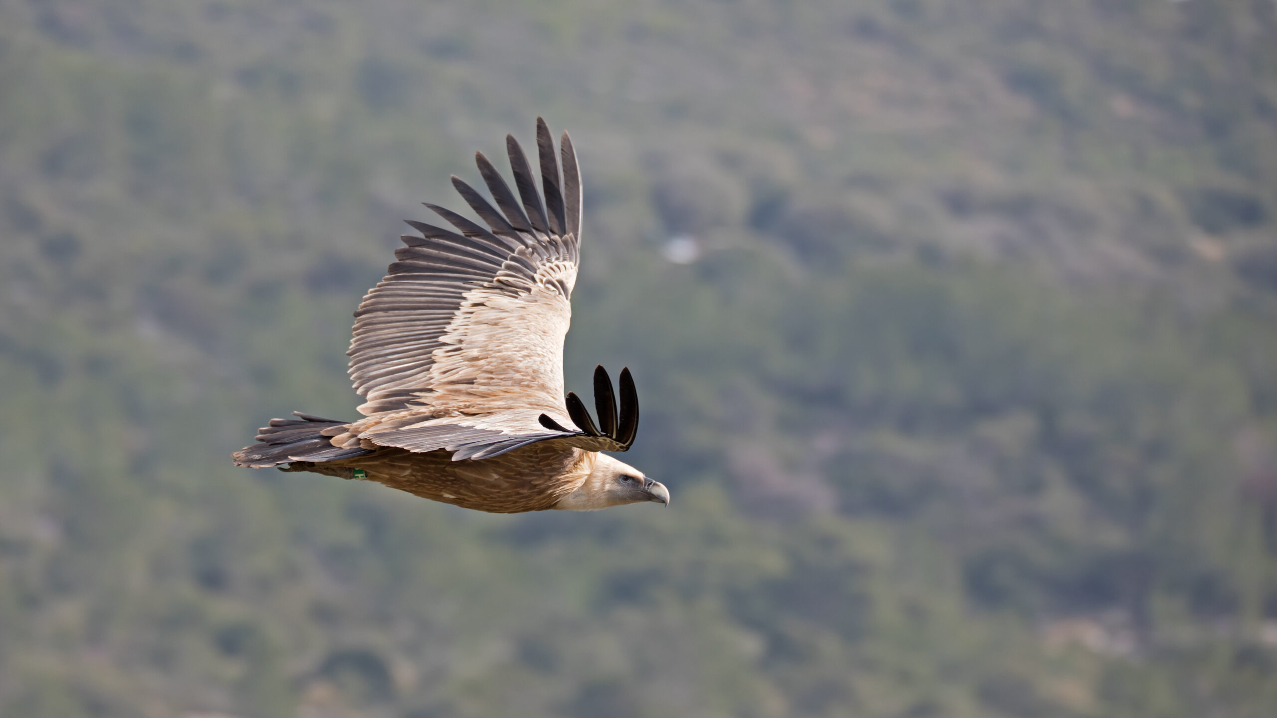 The Griffon Vulture’s Thermal Party (image credits: wikimedia)