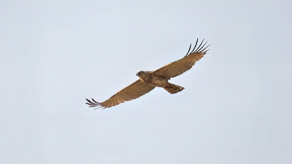 The Short-toed Snake Eagle’s Serpentine Patrol (image credits: flickr)