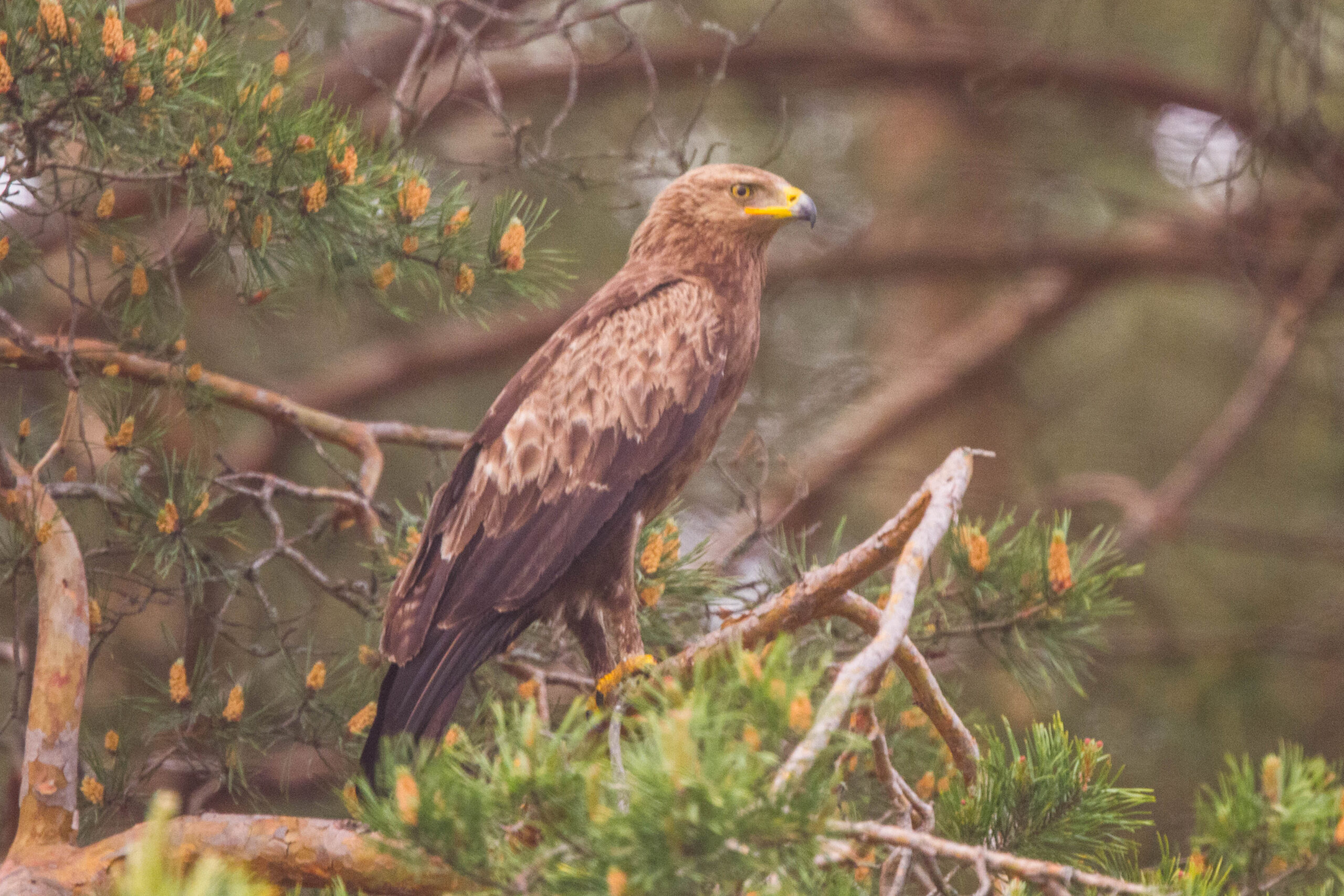 The Lesser Spotted Eagle’s Summer Soar (image credits: wikimedia)