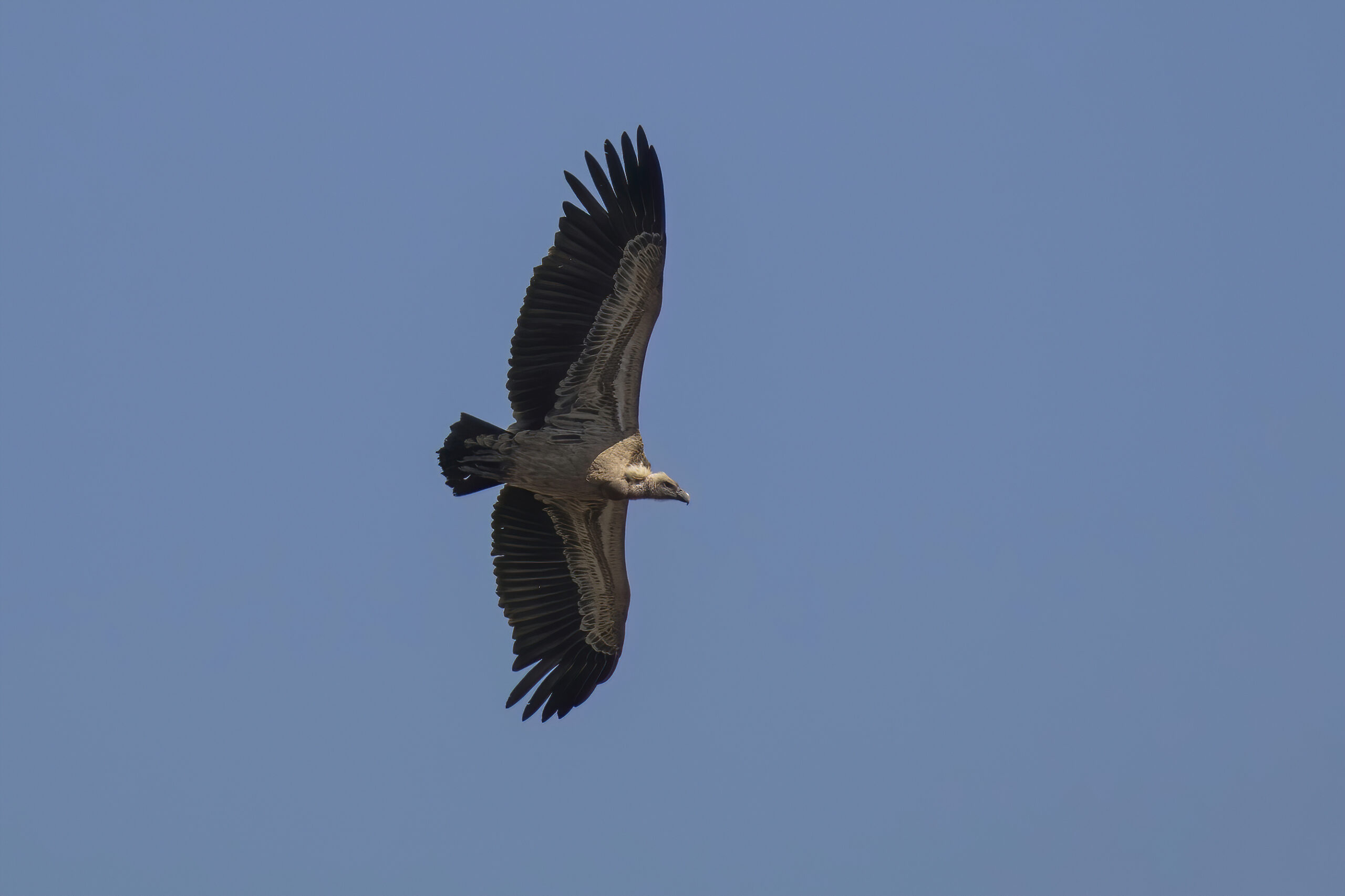 The Rüppell’s Vulture’s High-altitude Ride (image credits: wikimedia)