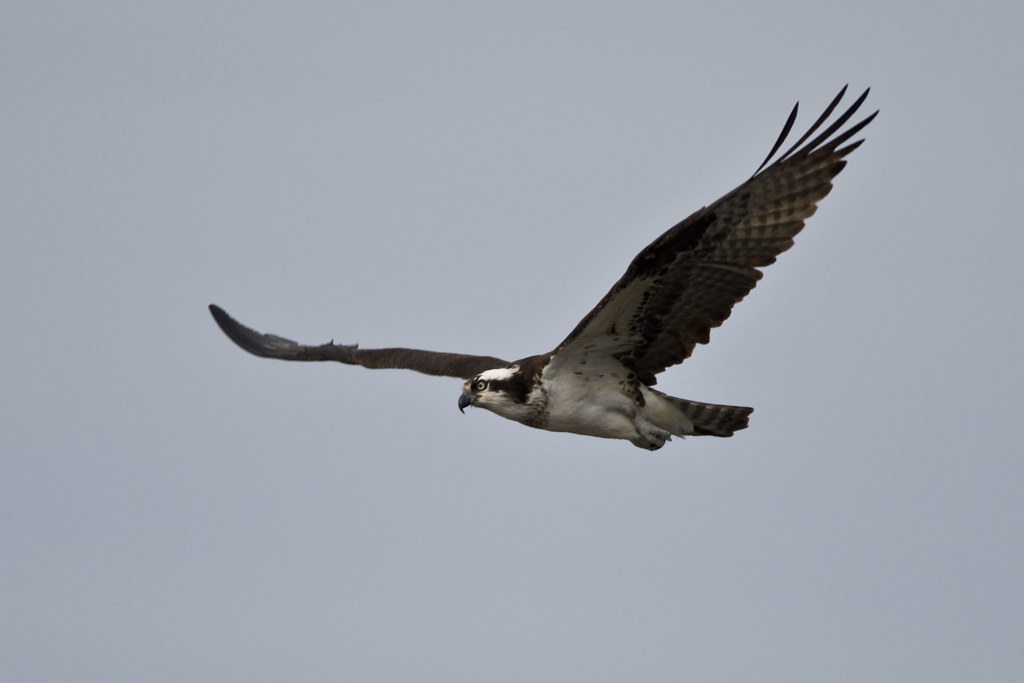 The Osprey’s River Watch (image credits: flickr)