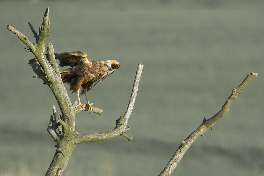 The Marsh Harrier’s Reedbed Rounds (image credits: flickr)