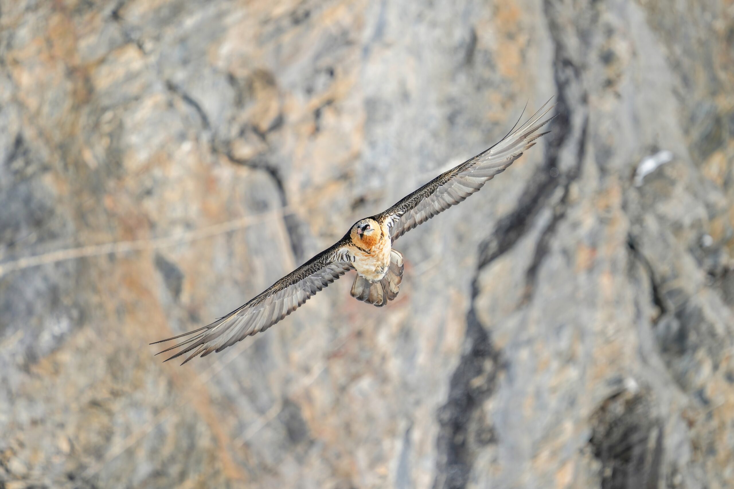 The Lammergeier’s Alpine Spin (image credits: wikimedia)