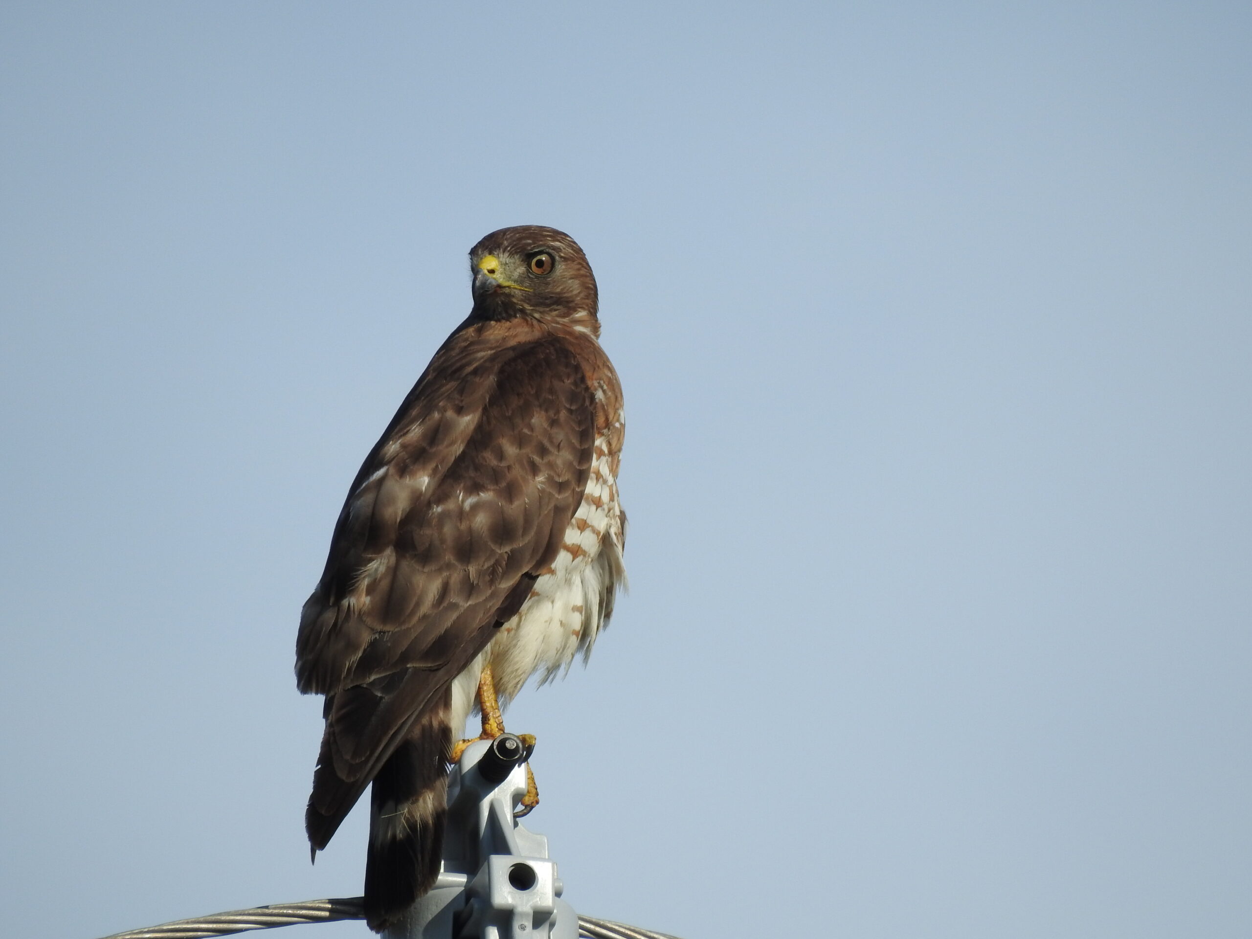 The Broad-winged Hawk’s Autumn River (image credits: wikimedia)