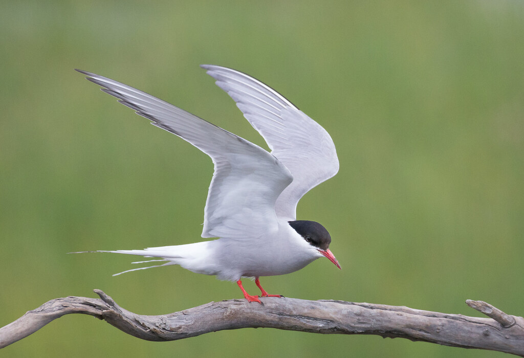 Wings Over Two Worlds (image credits: flickr)