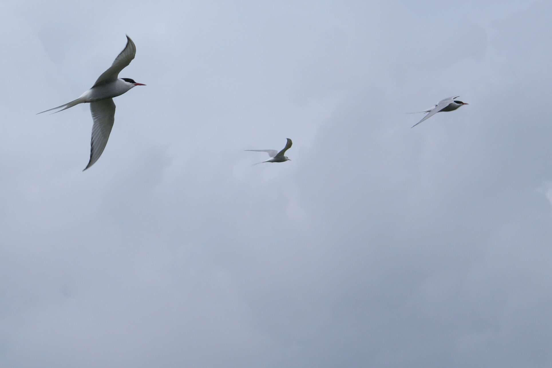 Migratory Marathoners (image credits: wikimedia)
