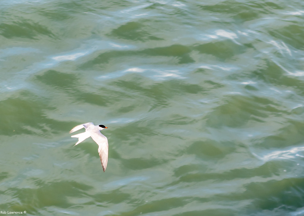 Above the Open Ocean (image credits: flickr)