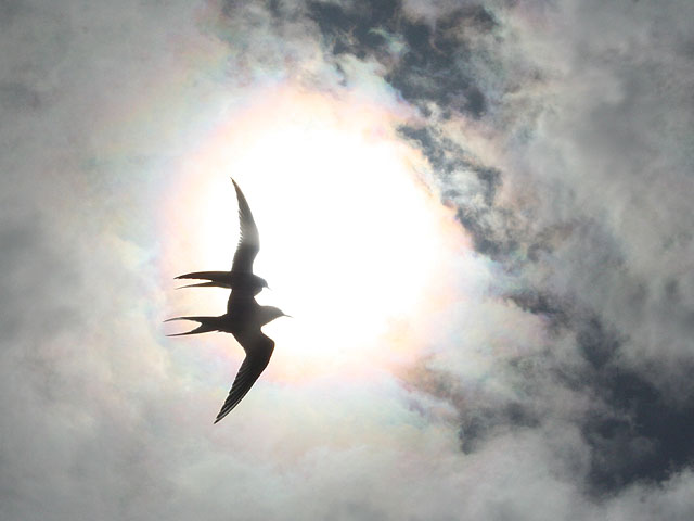 Summer Sun Chasers (image credits: wikimedia)
