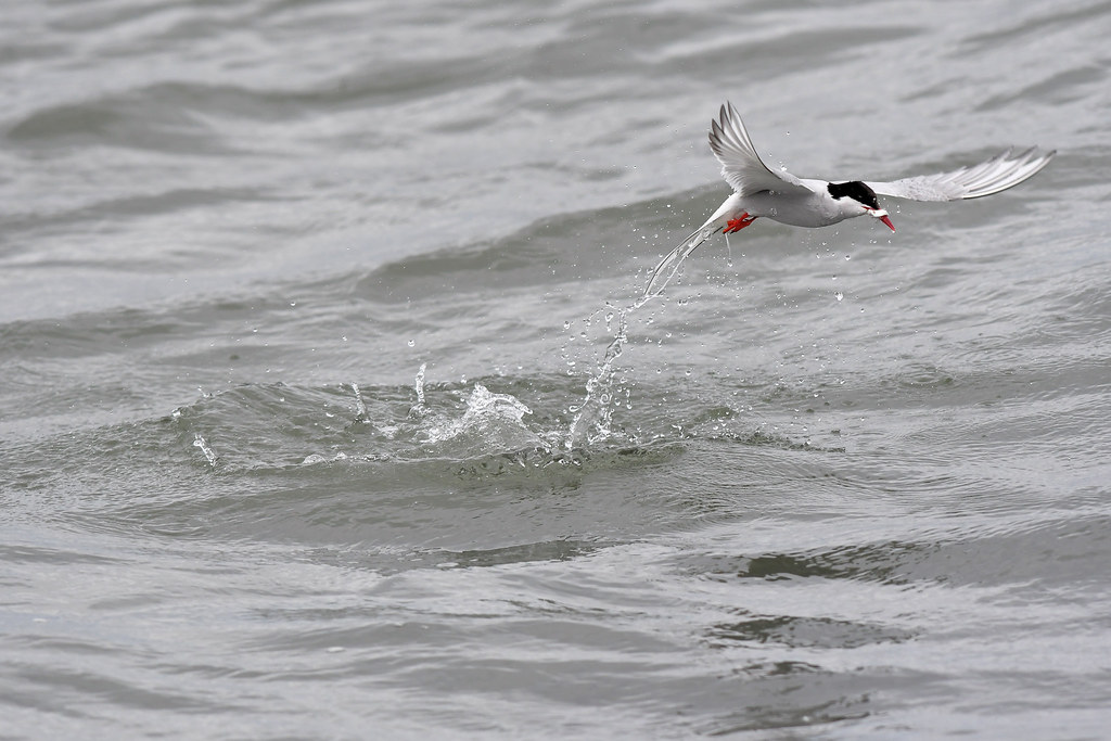Feathered Fisherfolk (image credits: flickr)