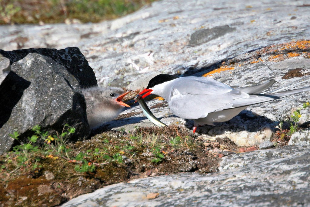 Chick Season in the North (image credits: flickr)