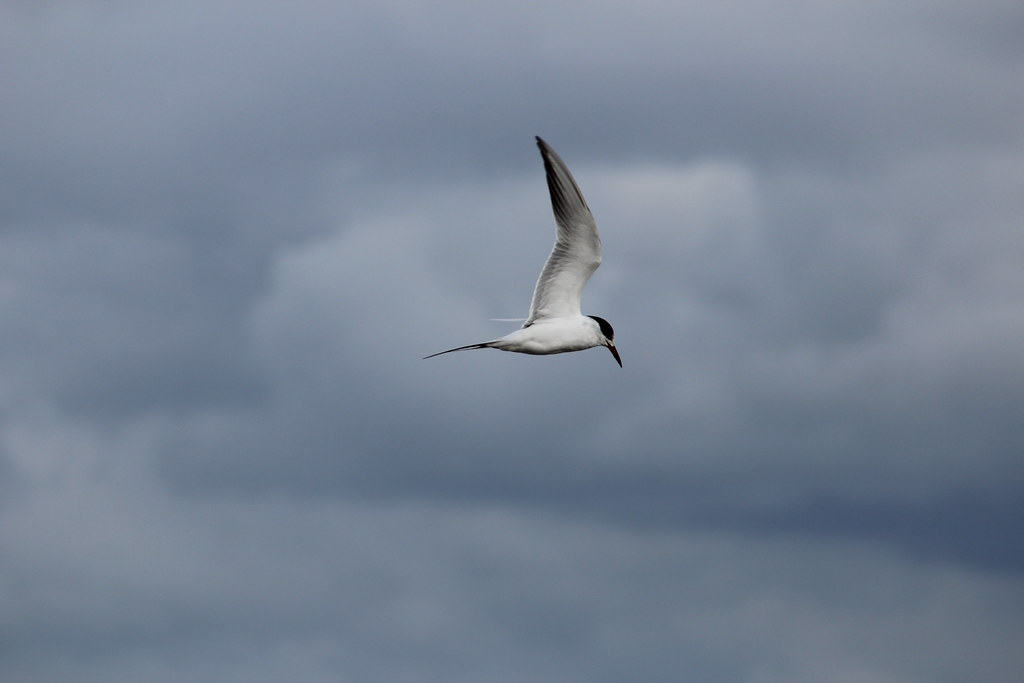 Surviving the Elements (image credits: flickr)