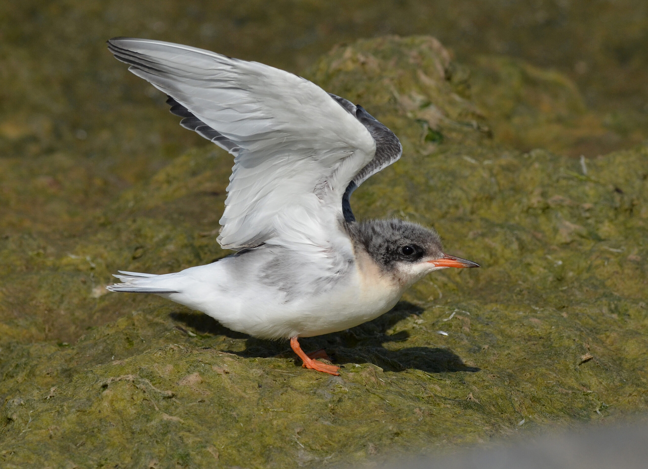 From Hatchling to Hero (image credits: wikimedia)