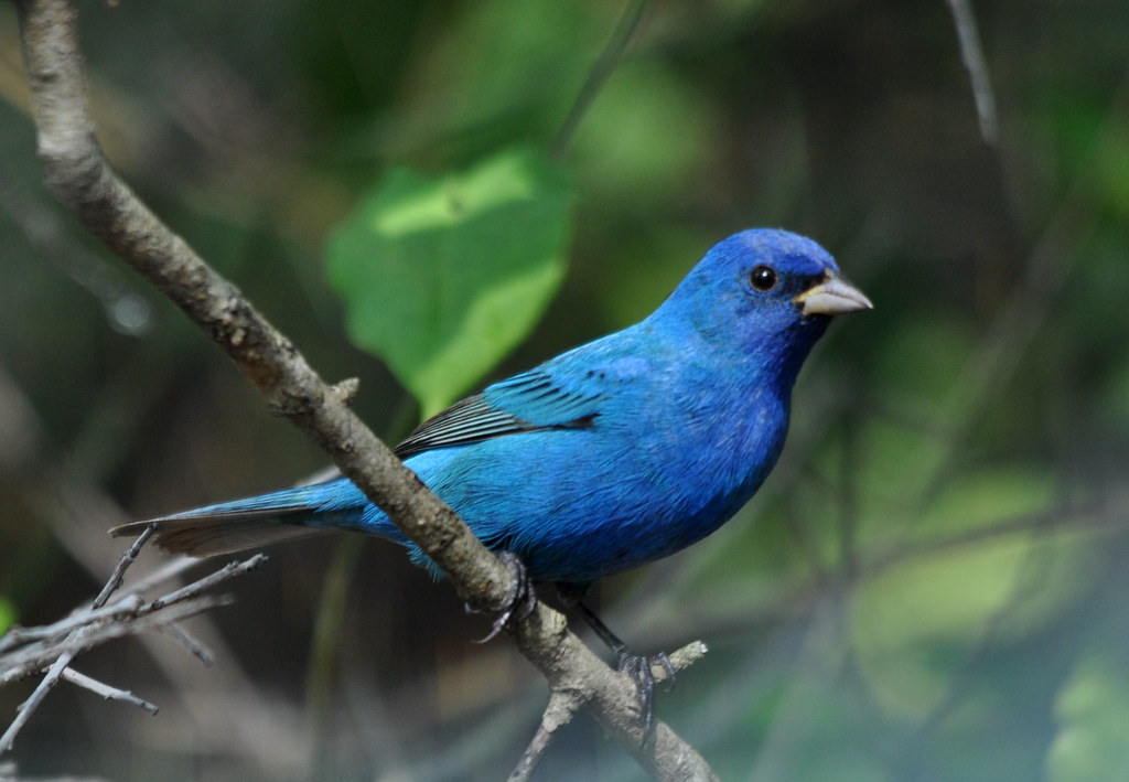 The Indigo Bunting: Star Map Navigator (image credits: flickr)