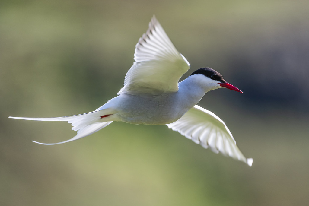 The Arctic Tern: Champion of the Poles (image credits: flickr)