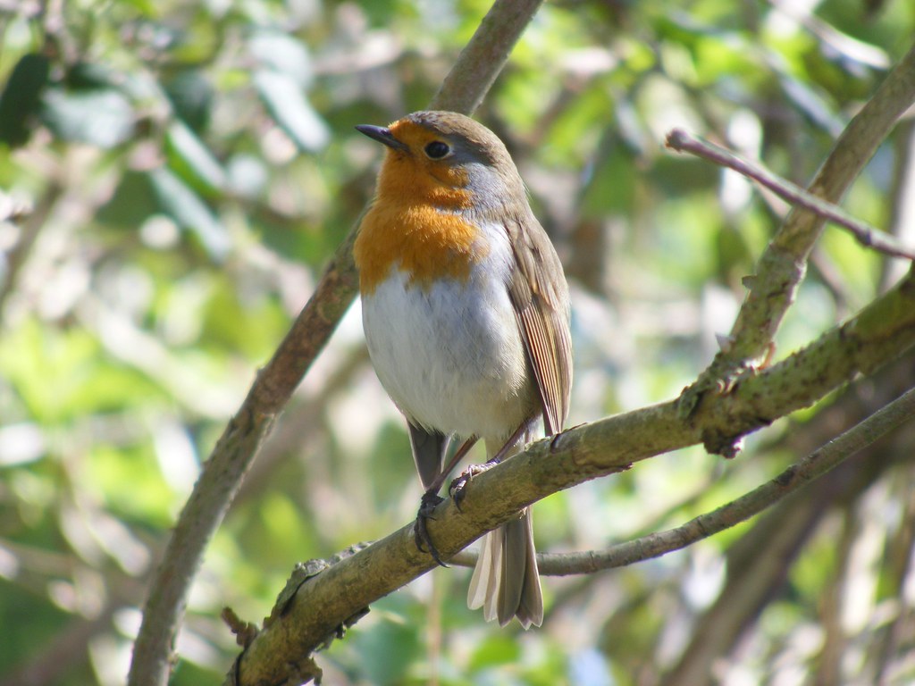 The European Robin: Magnetic Marvel (image credits: flickr)