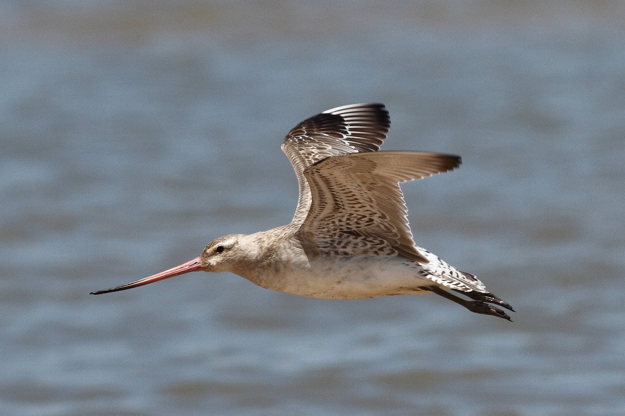 The Bar-tailed Godwit: Nonstop Flier (image credits: wikimedia)
