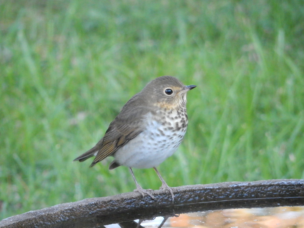 The Swainson’s Thrush: Twilight Traveler (image credits: flickr)