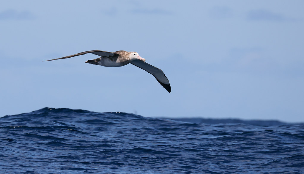 The Wandering Albatross: Oceanic Odysseys (image credits: flickr)