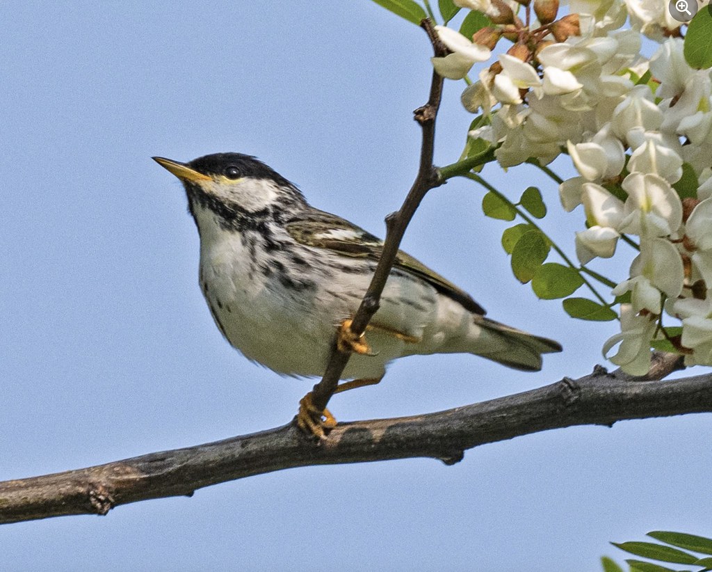 The Blackpoll Warbler: Atlantic Adventurer (image credits: flickr)