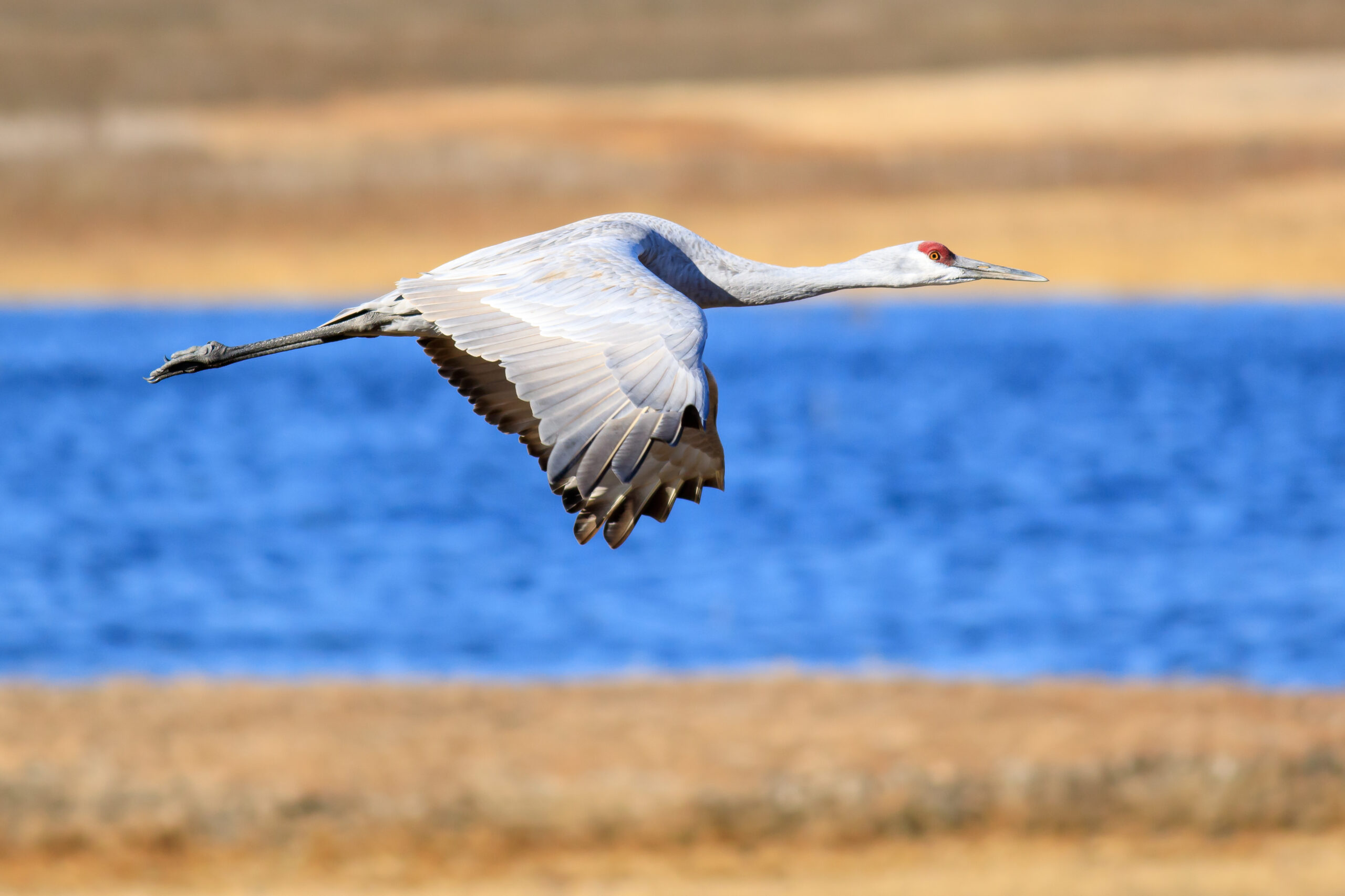 The Sandhill Crane: Ancient Sky Dancer (image credits: wikimedia)