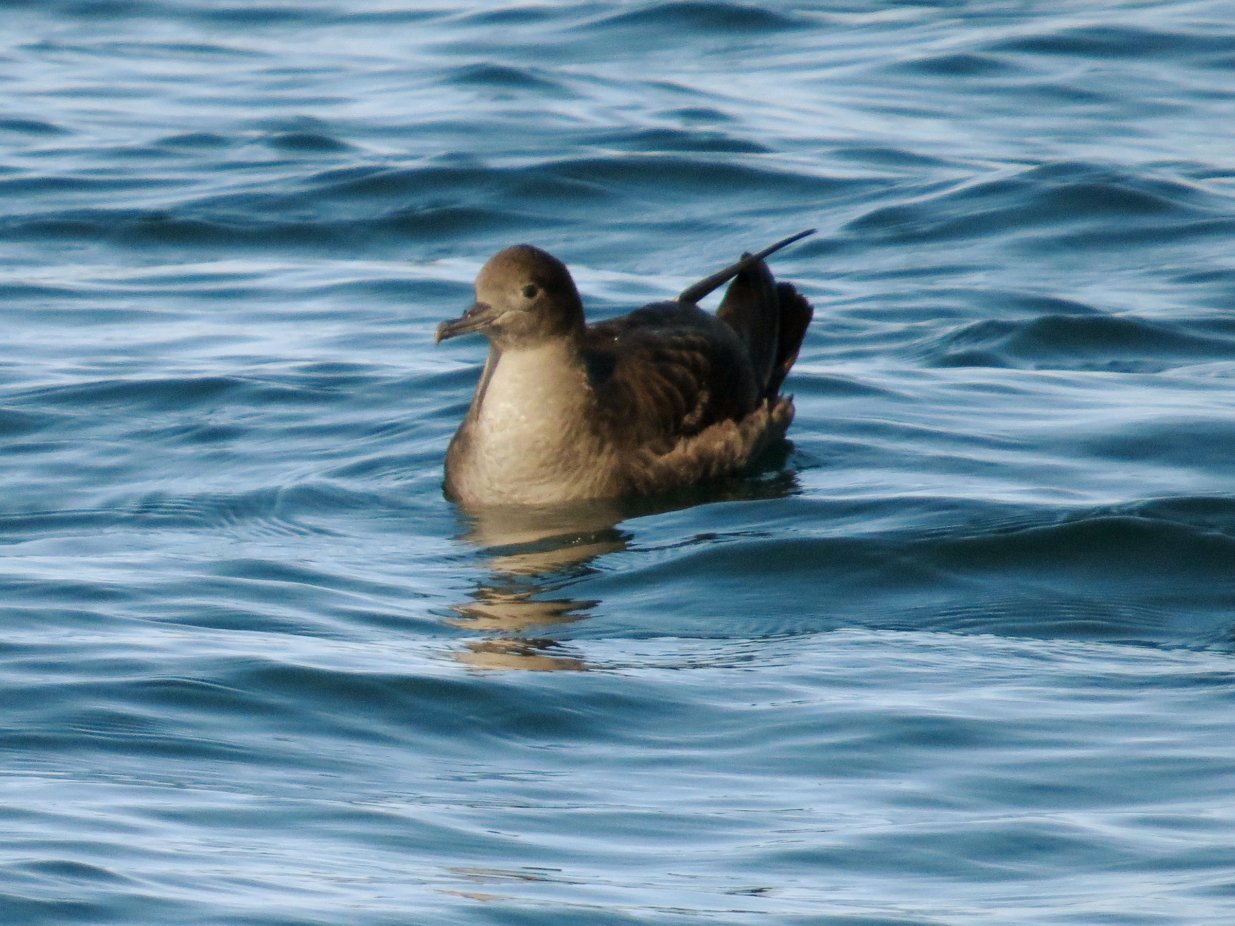 The Sooty Shearwater: Long-distance Drifter (image credits: wikimedia)