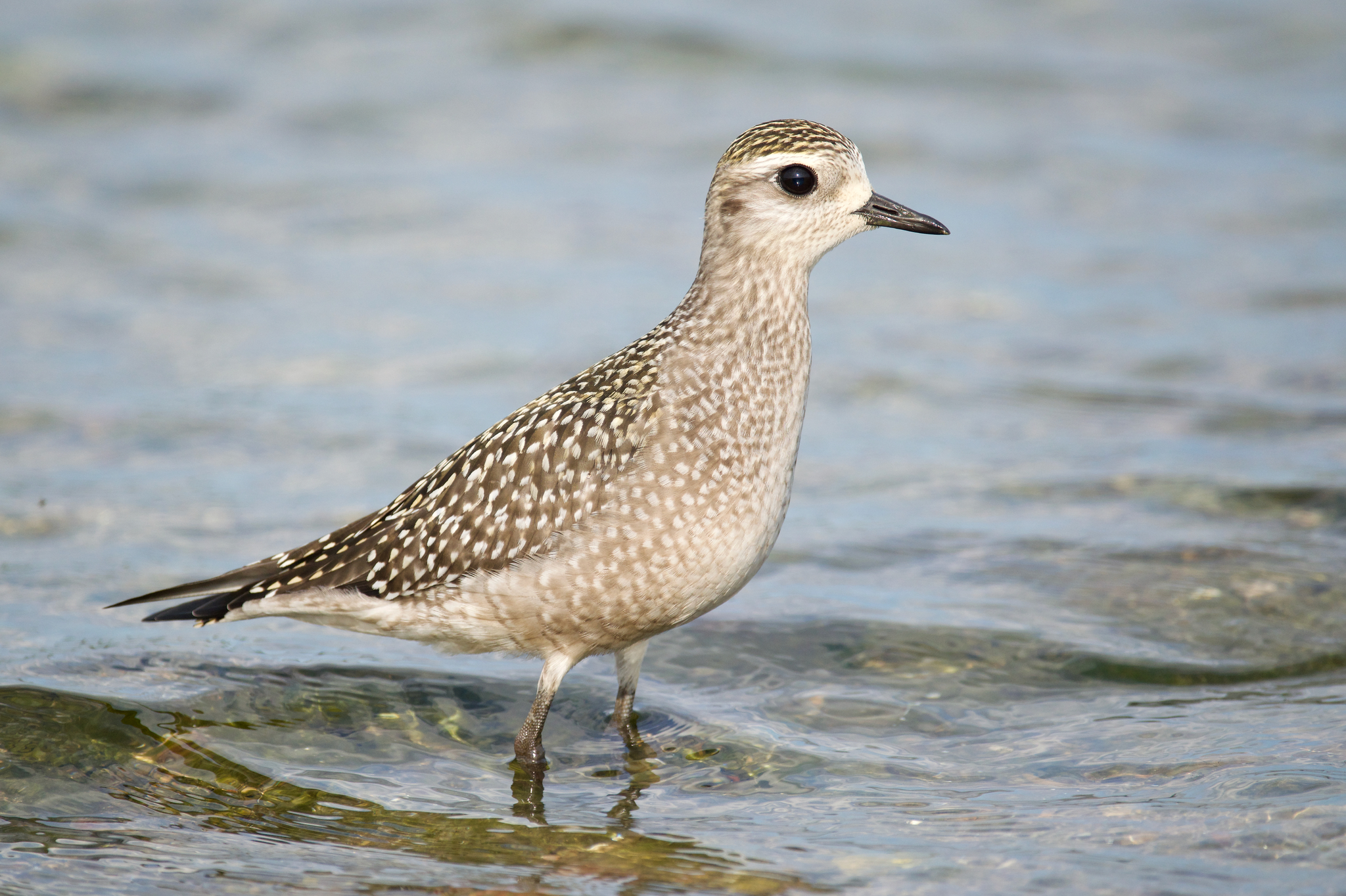 The American Golden-Plover: Arctic to Argentina (image credits: wikimedia)