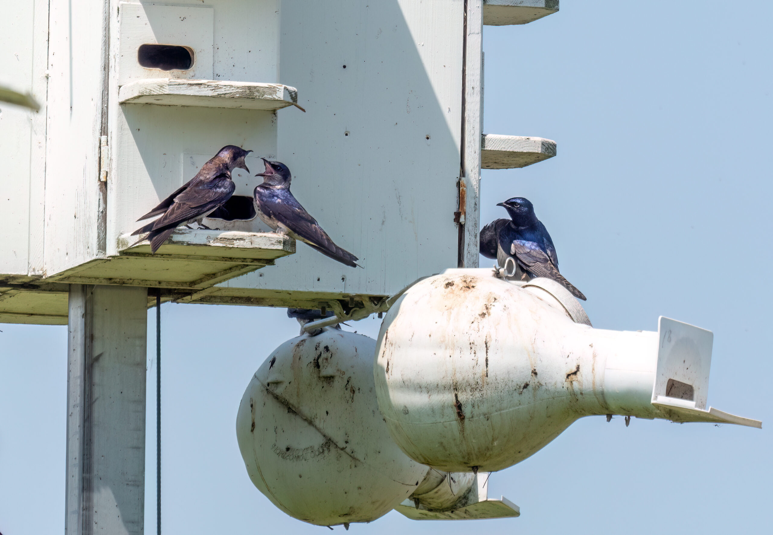 The Purple Martin: Social Navigator (image credits: wikimedia)