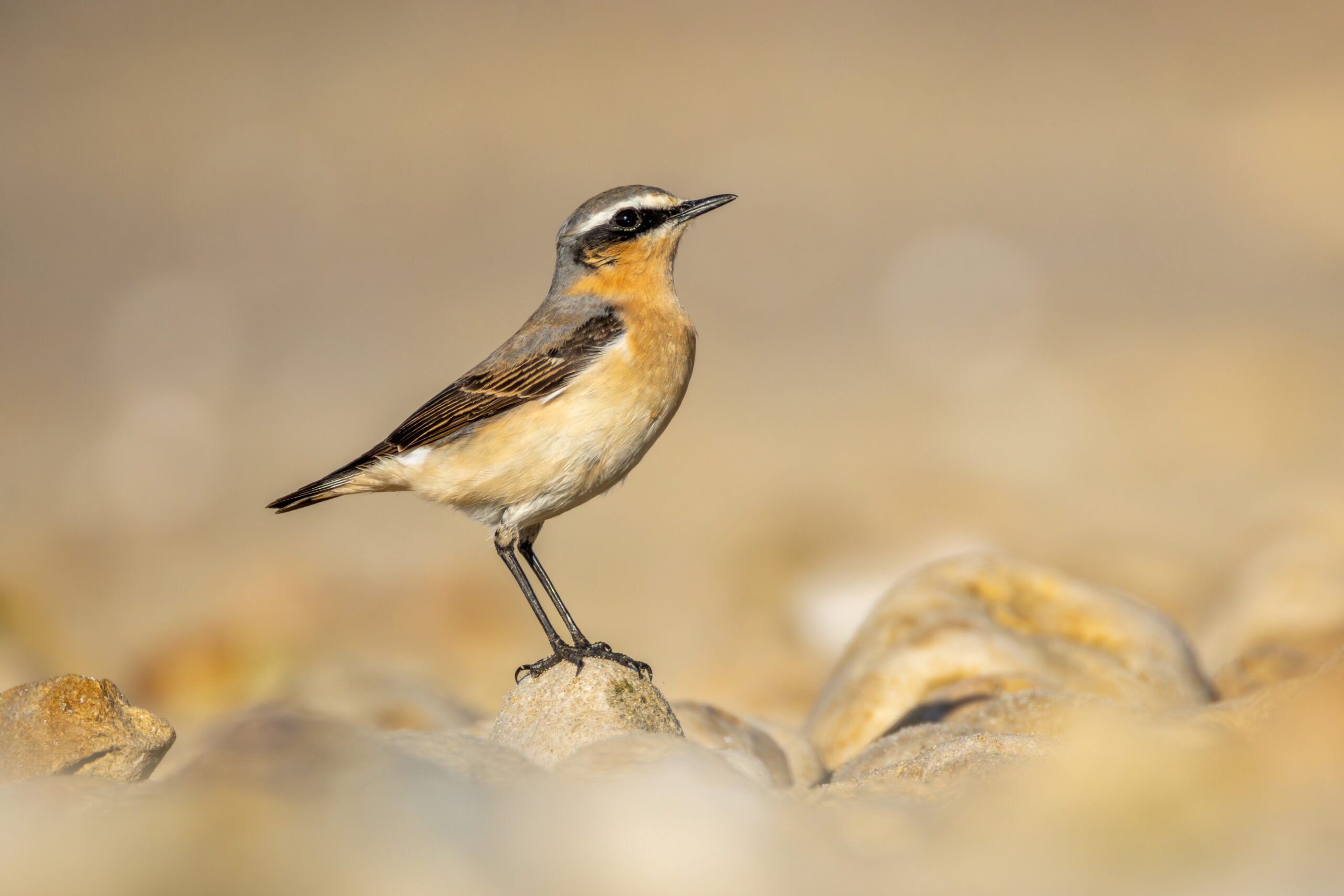 The Northern Wheatear: Tiny Transatlantic Trekker (image credits: wikimedia)
