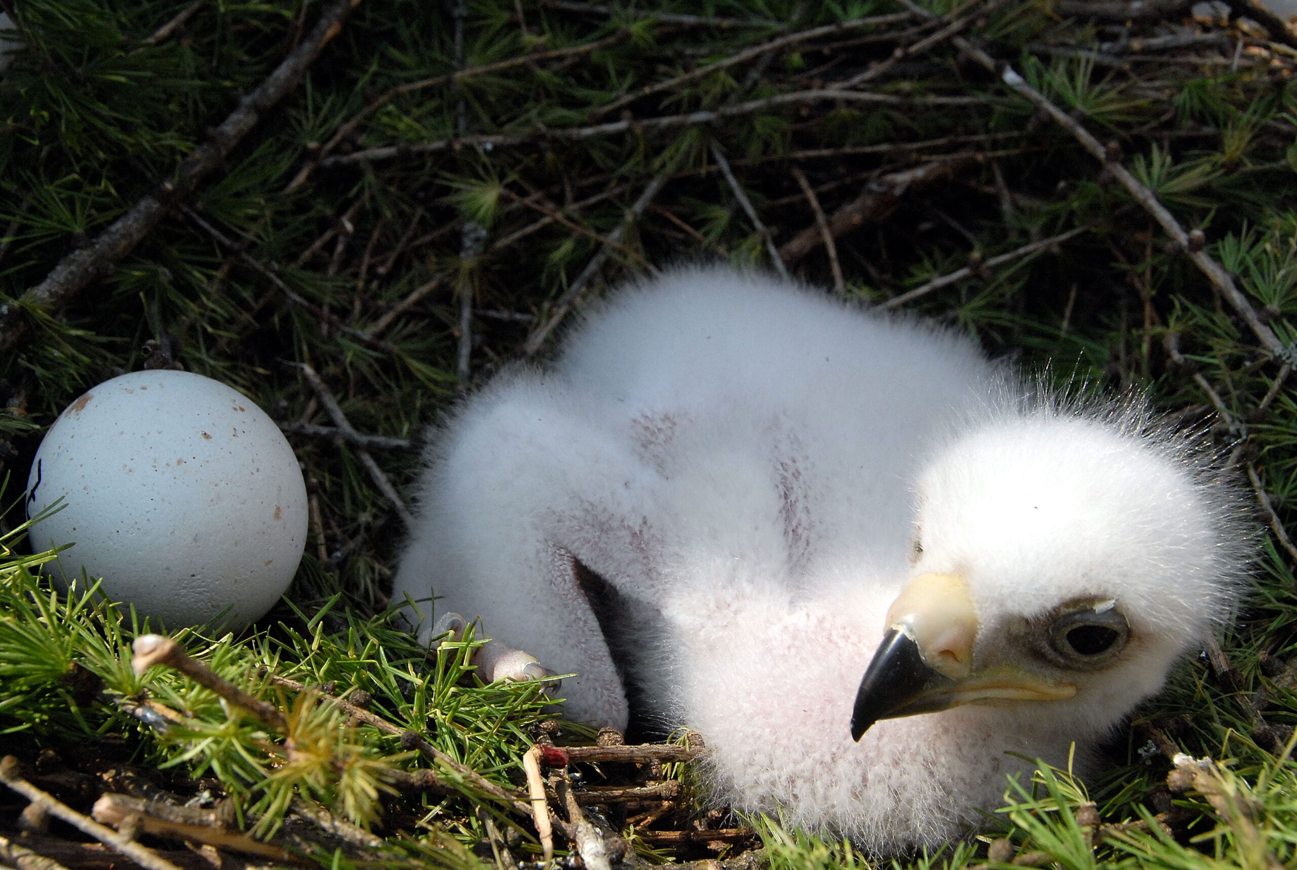 Chicks in the Tall Grass (image credits: wikimedia)