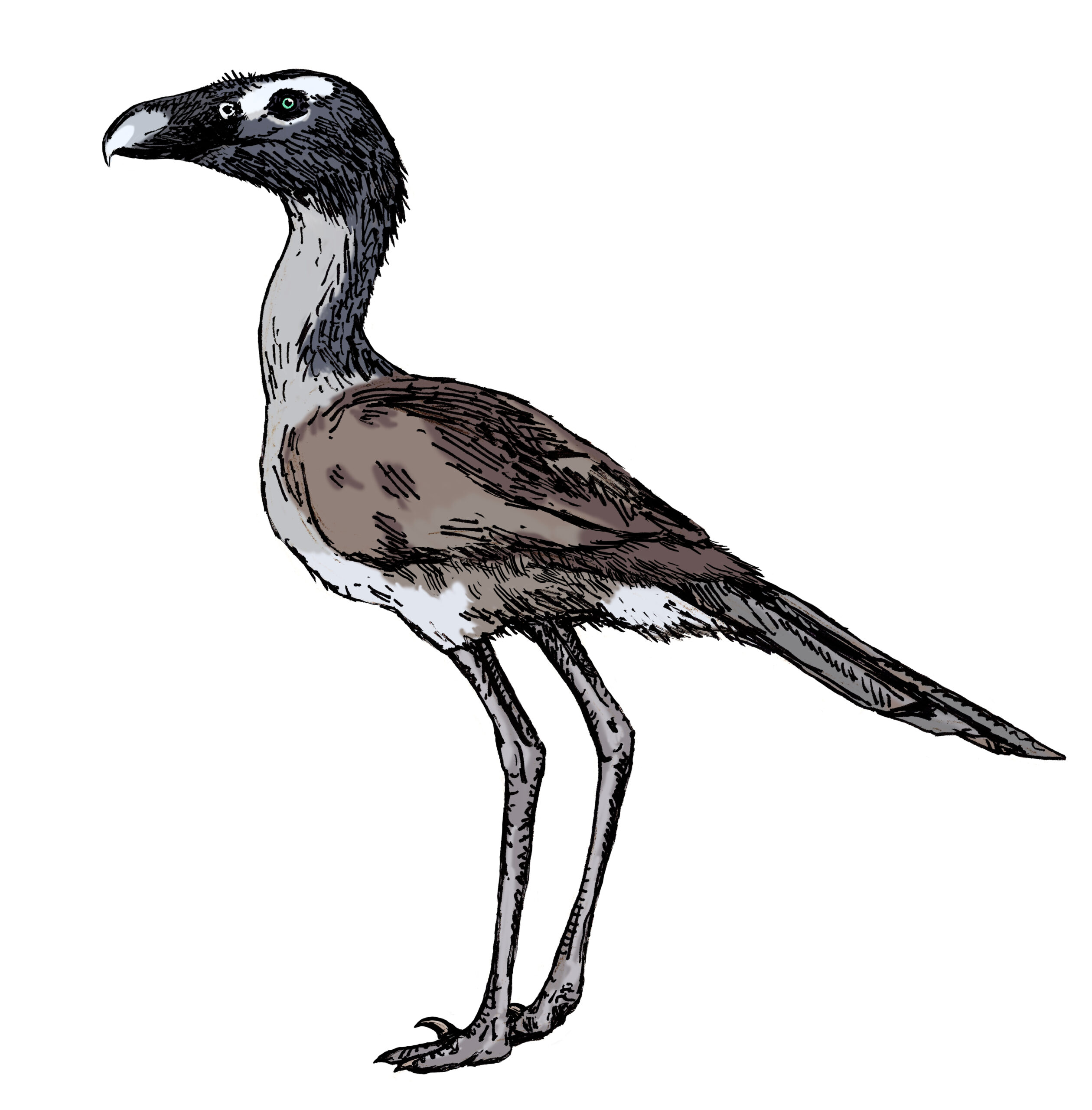 Forest Ghosts: The Smaller Species (image credits: wikimedia)
