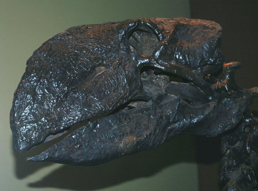 Beak-to-Beak Battles (image credits: flickr)