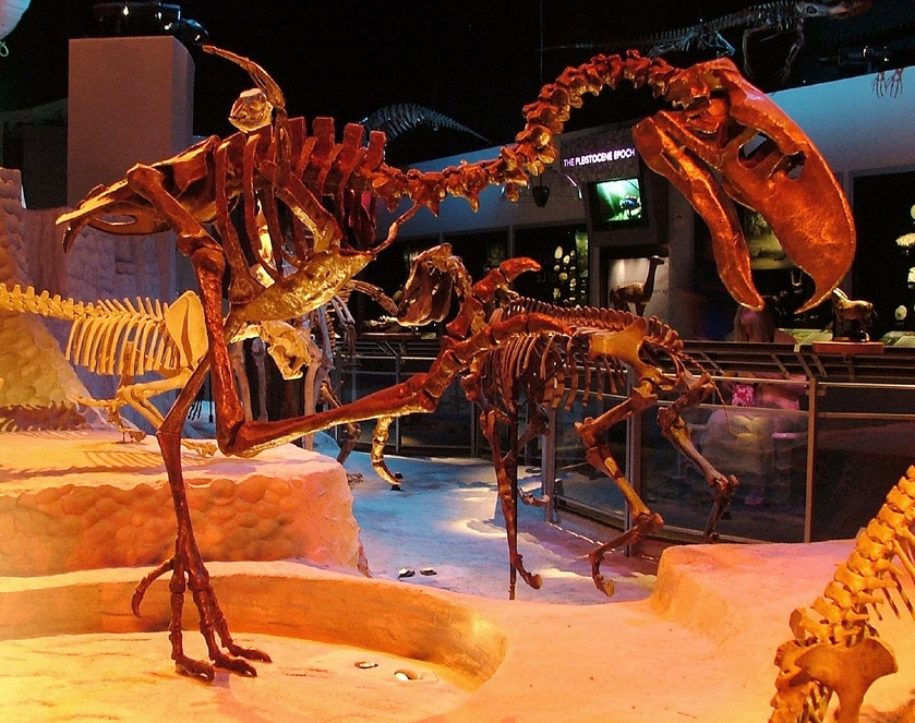 Fossils in the Red Earth (image credits: wikimedia)