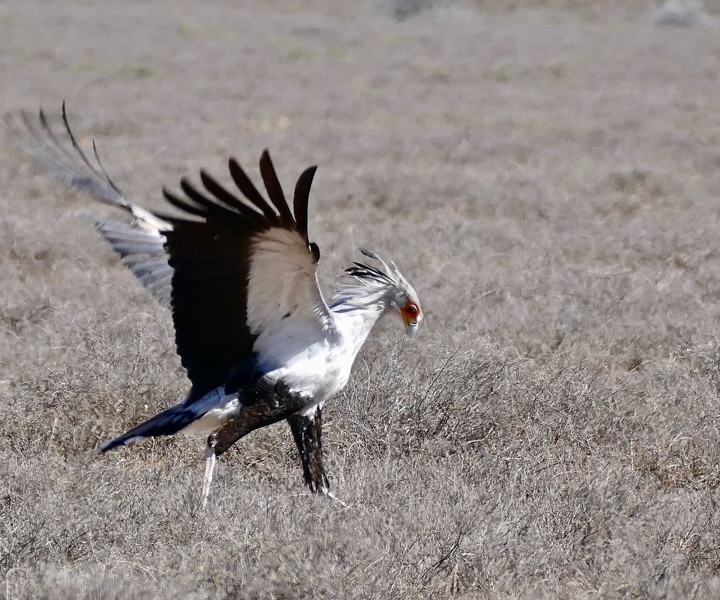 The Secretarybird’s Deadly Stomp (image credits: flickr)
