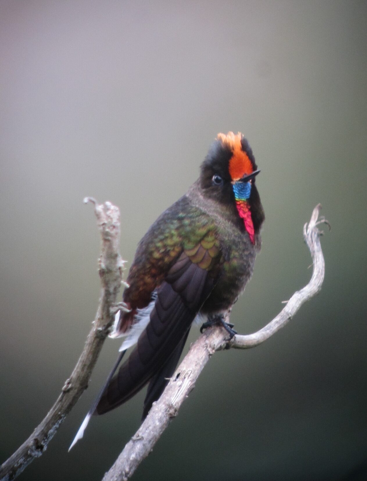 The Rainbow-bearded Thornbill (image credits: wikimedia)
