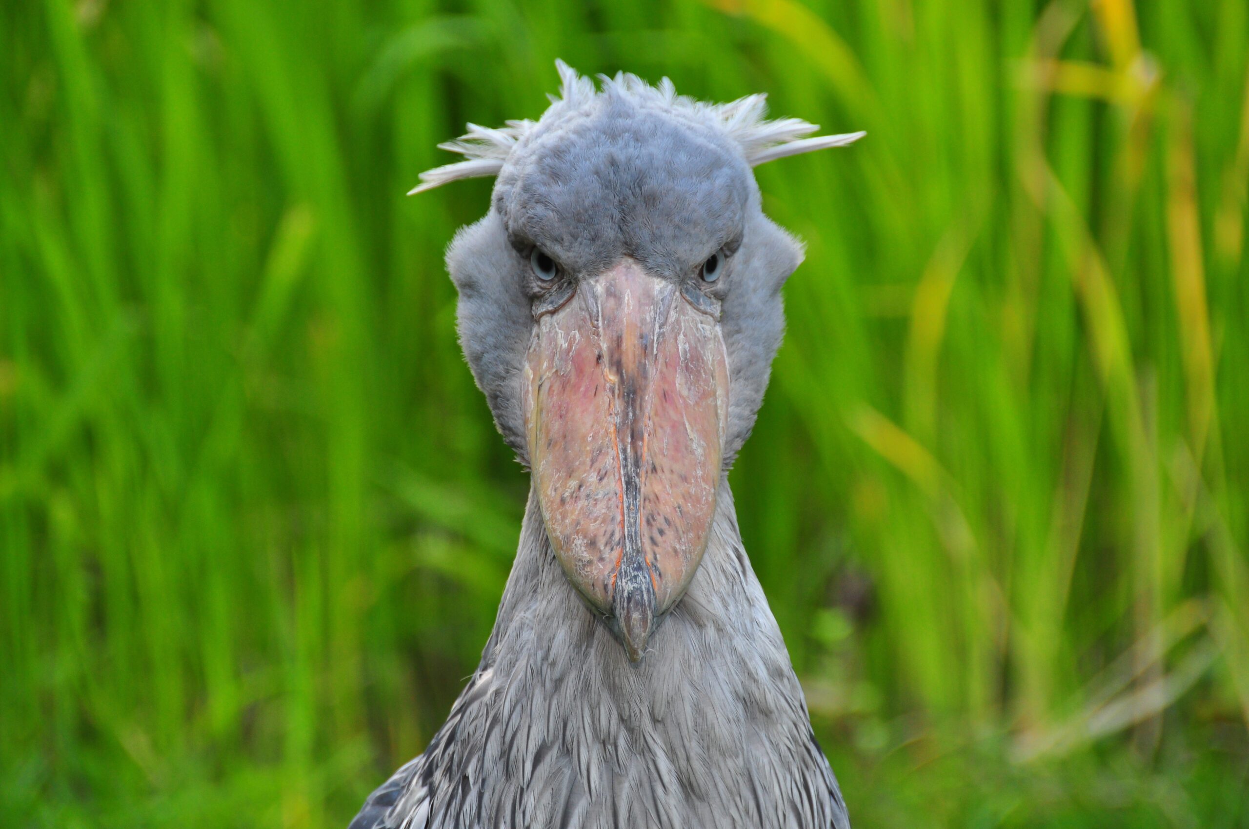 The Shoebill’s Prehistoric Glare (image credits: wikimedia)