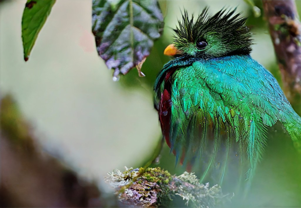 The Resplendent Quetzal’s Emerald Plumes (image credits: flickr)