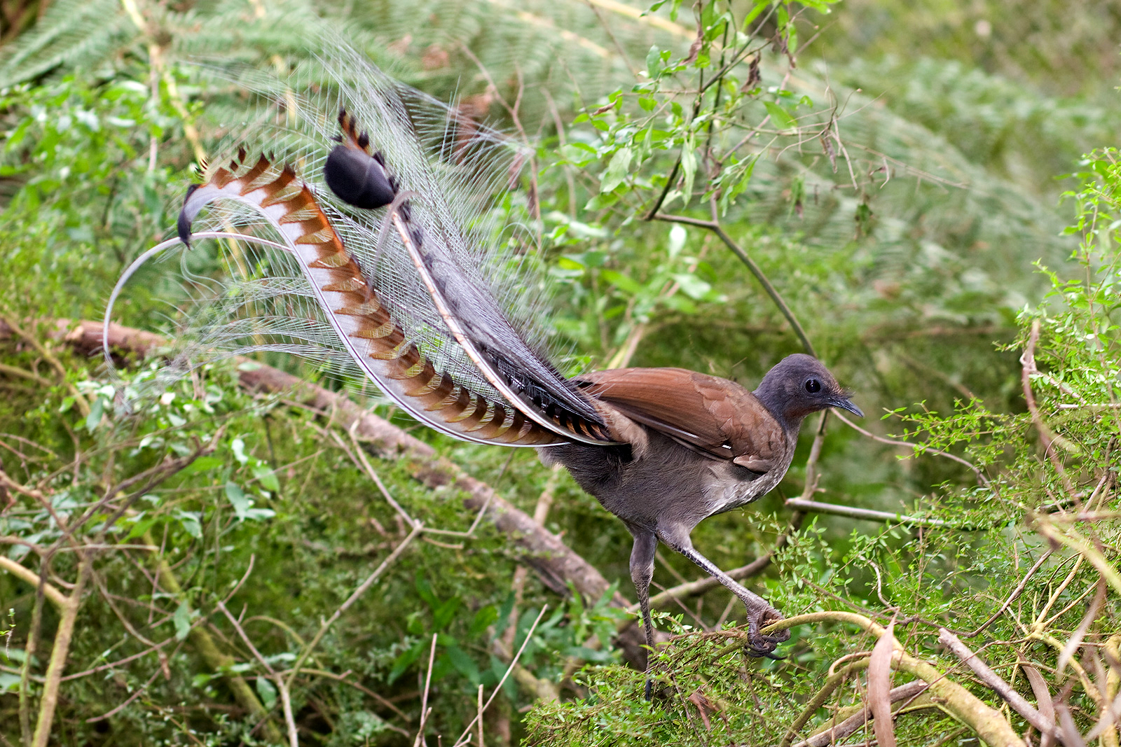 The Lyrebird’s Masterful Mimicry (image credits: wikimedia)