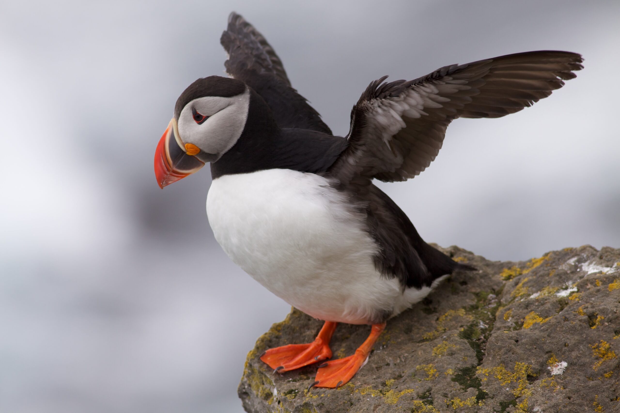 The Atlantic Puffin’s Colorful Bill (image credits: wikimedia)