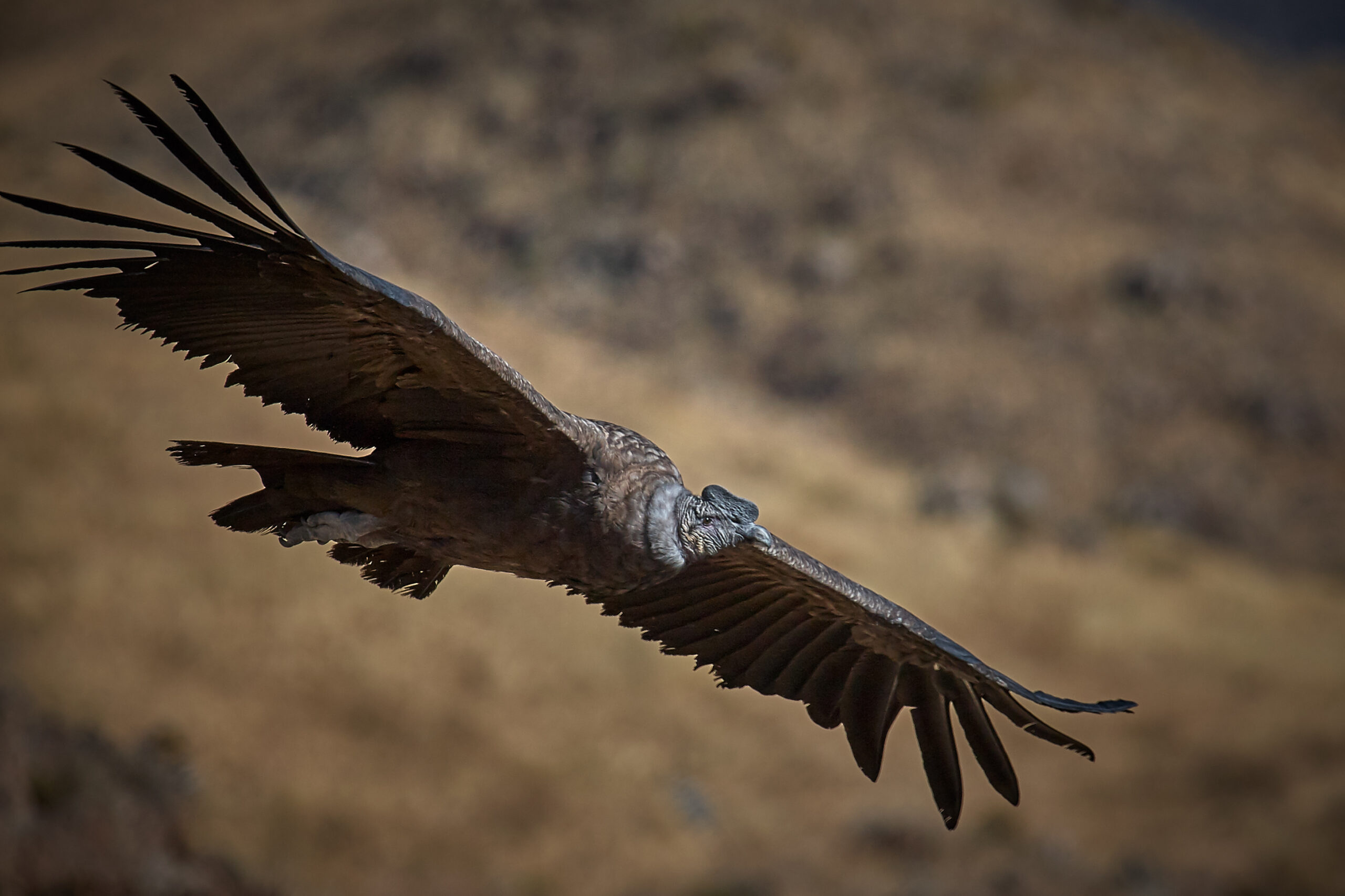 The Andean Condor’s Soaring Majesty (image credits: wikimedia)