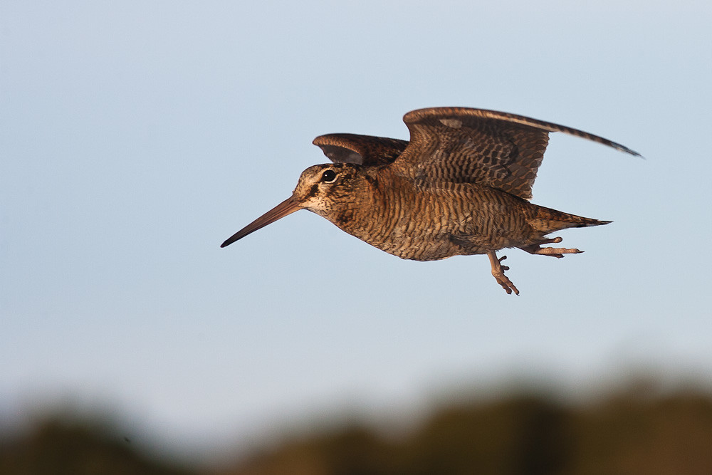The American Woodcock’s Sky Dance (image credits: flickr)