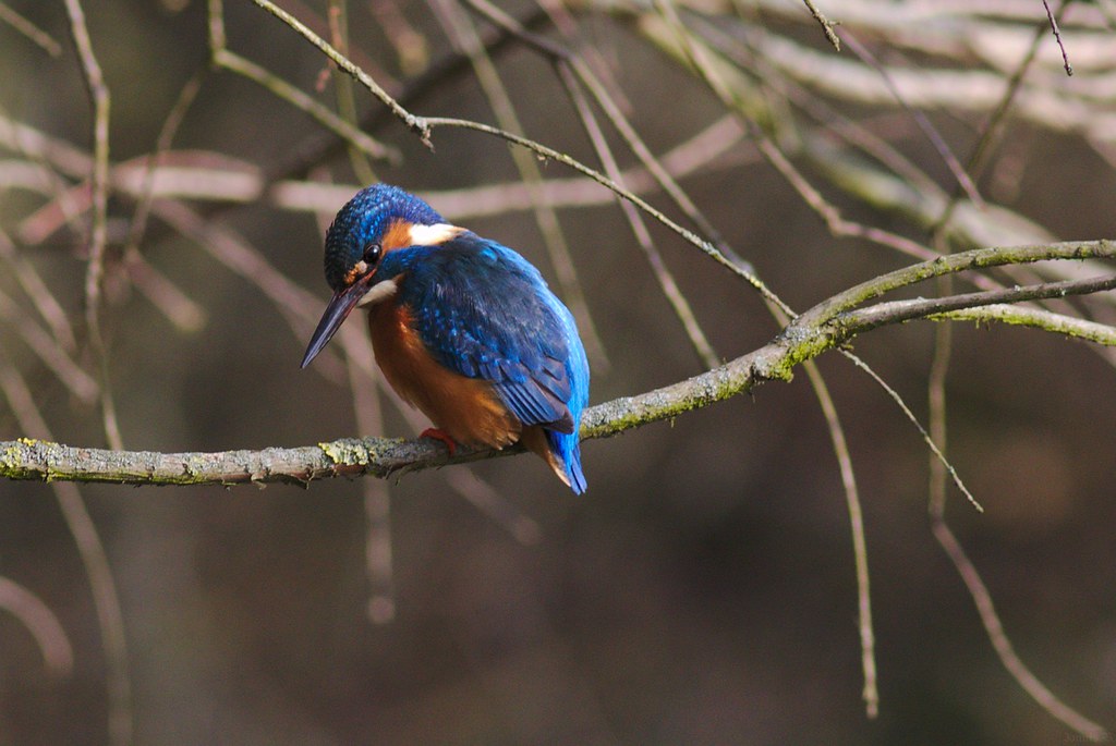 The Kingfisher’s Flashing Dive (image credits: flickr)