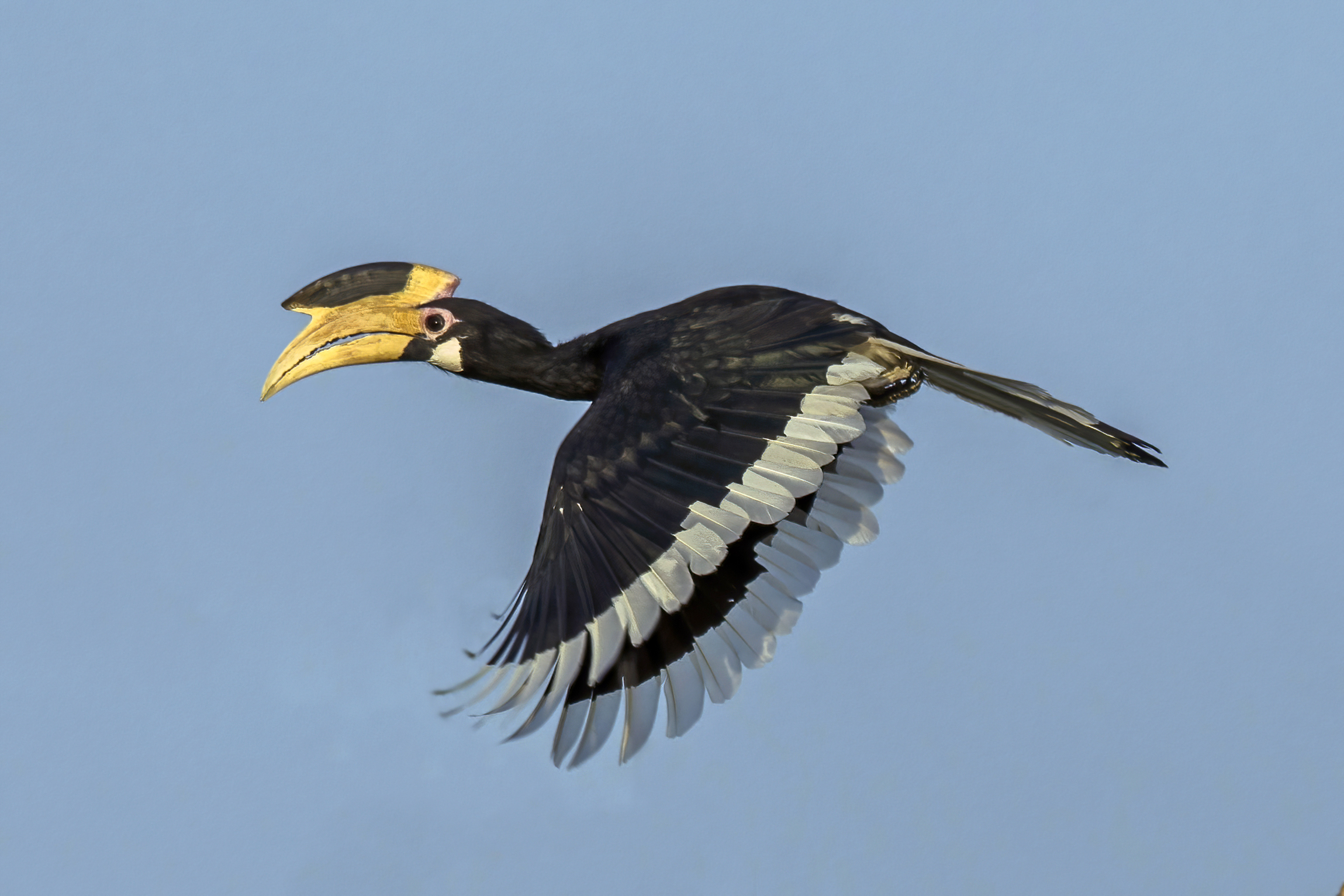 The Great Hornbill’s Echoing Flight (image credits: wikimedia)