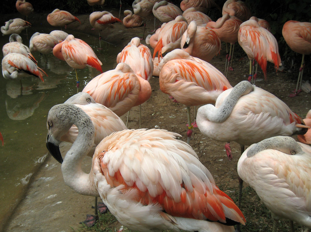 The Flamingo’s Pink Parade (image credits: flickr)