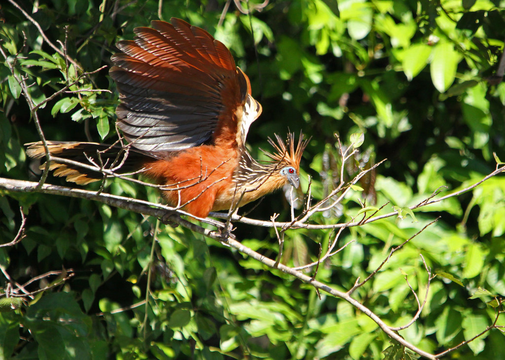 The Hoatzin’s Clawed Chicks (image credits: flickr)