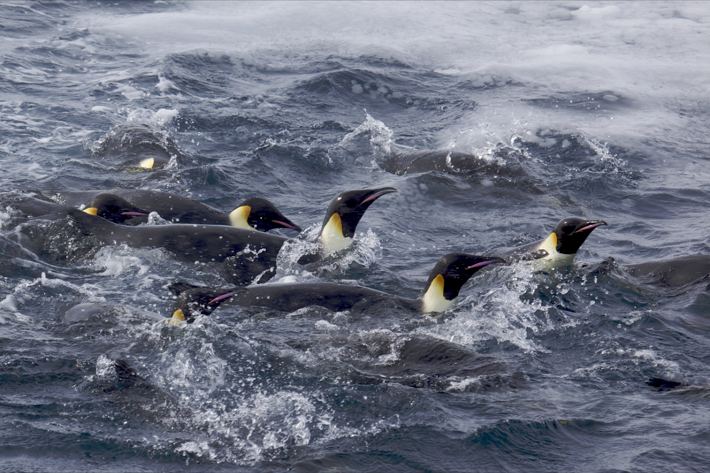 The Emperor Penguin’s Underwater Flight (image credits: wikimedia)