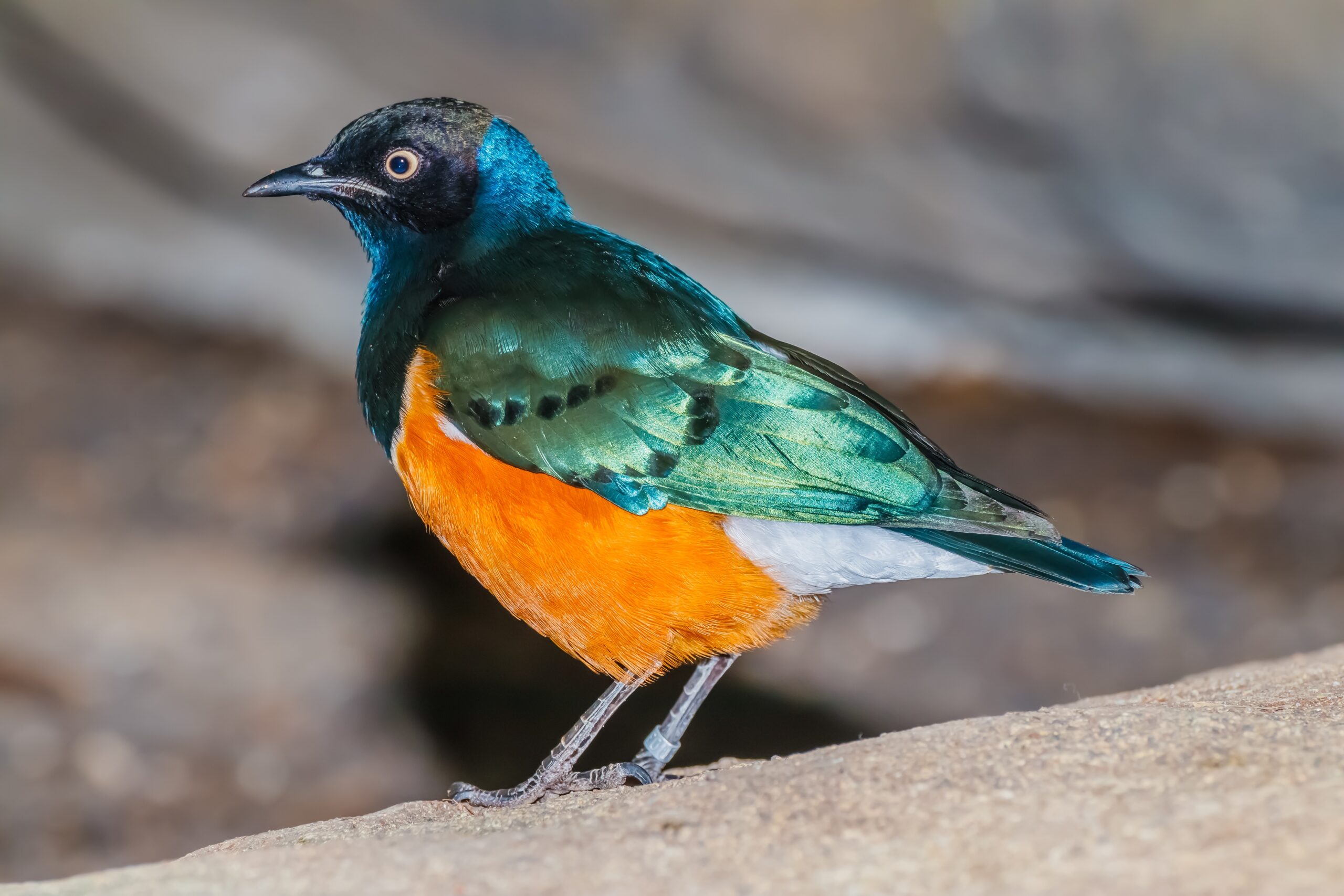 The Superb Starling’s Iridescent Armor (image credits: wikimedia)