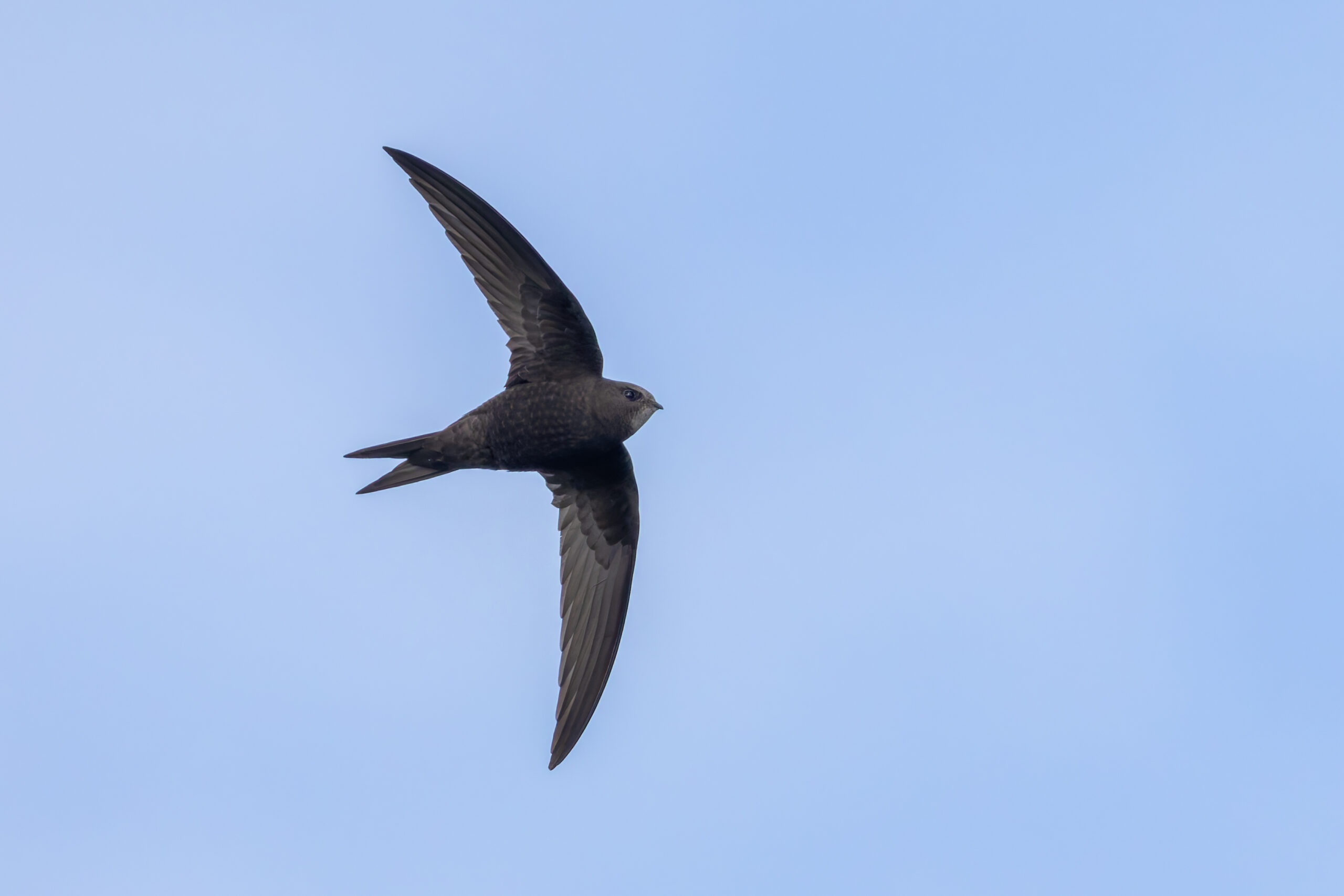 The Common Swift’s Endless Journey (image credits: wikimedia)